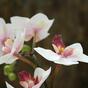 Planta artificial Orquídea rosa 50 cm