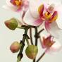 Planta artificial Orquídea rosa 50 cm