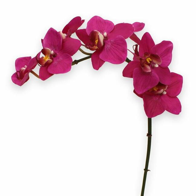 Planta artificial Orquídea violeta 80 cm