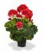 Planta artificial Pakost rojo 40 cm