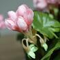 Planta artificial Pakost rosa 40 cm