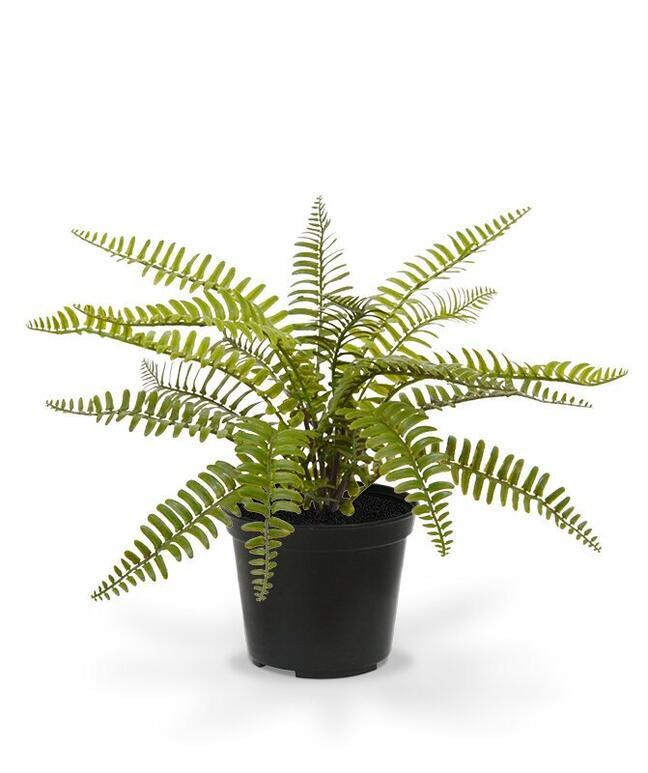 Planta artificial Spleenwort 35 cm