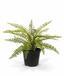 Planta artificial Spleenwort 35 cm