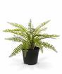 Planta artificial Spleenwort 35 cm