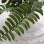 Planta artificial Spleenwort 35 cm