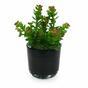 Planta artificial Stonecrop 18 cm