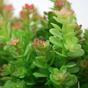 Planta artificial Stonecrop 18 cm