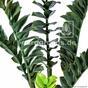 Planta artificial Zamiokulkas 75 cm