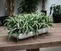 Planta artificial Zelenec crestado 30 cm