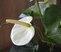 Planta de anturio artificial blanco 40 cm