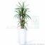 Planta de Dracena artificial forrada con 140 cm