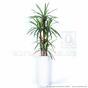 Planta de Dracena artificial forrada con 140 cm