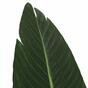 Plátano Artificial 160 cm