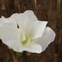 Rama artificial Amarilis blanca 55 cm