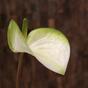 Rama artificial Anthurium blanco-verde 55 cm