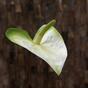 Rama artificial Anthurium verde-blanco 50 cm