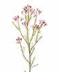 Rama artificial Chamelaucium uncinatum rosa 65 cm