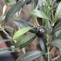 Rama artificial de olivo con aceitunas 54 cm