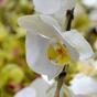 Rama artificial de Orquídea blanca 110 cm