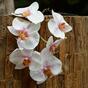 Rama artificial de Orquídea rosa-blanca 55 cm