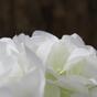 Rama artificial Hortensia blanca 50 cm