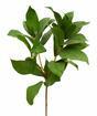 Rama artificial Laurel derecha 60 cm
