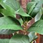 Rama artificial Laurel derecha 60 cm