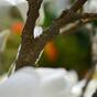 Rama artificial Magnolia crema 100 cm