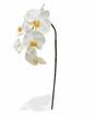 Rama artificial orquídea blanca 55 cm