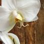 Rama artificial orquídea blanca 55 cm