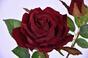 Rama artificial Rosa burdeos 60 cm