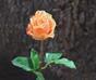Rama artificial Rosa naranja 52 cm