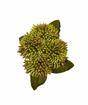 Rama artificial Stonecrop 50 cm