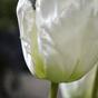 Rama artificial Tulip crema 70 cm