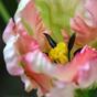 Rama artificial Tulipán verde-rosa 70 cm