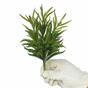 Ramita artificial Dianthus verde 17,5 cm