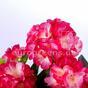 Ramo artificial Geranio rosa claro 40 cm