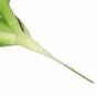 Rosa del desierto artificial verde 25,5 cm