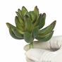 Suculenta artificial Echeveria verde 10 cm