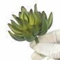 Suculenta artificial Echeveria verde 10 cm