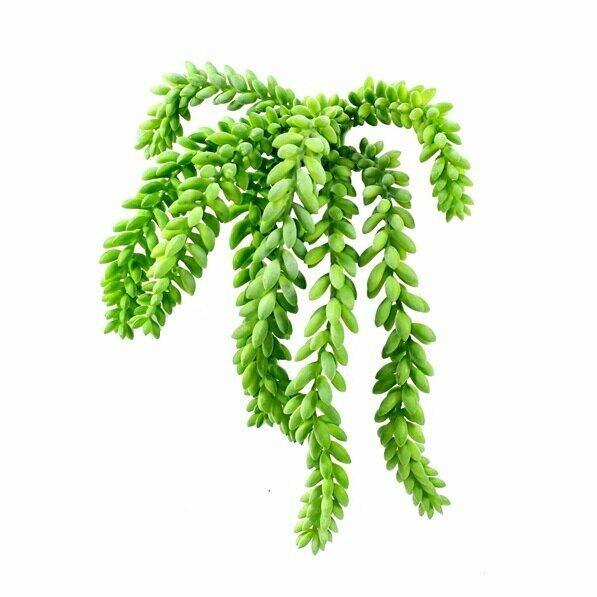 Zarcillo artificial Morganov Stonecrop 25 cm