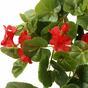 Zarcillo artificial Moscatel rojo 60 cm